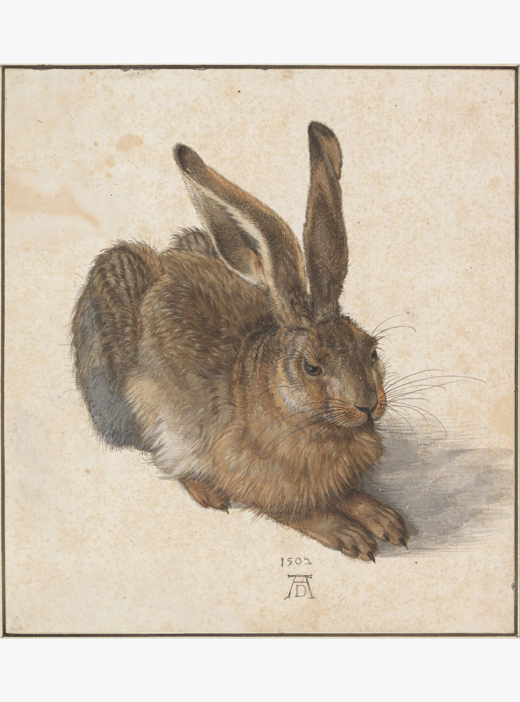 Young Hare